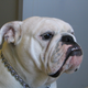 English bulldog. (Image: Wikimedia Commons)